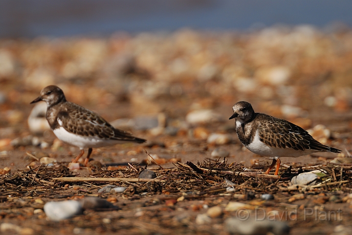 Turnstone - H.jpg - Turnstone pair - Norfolk